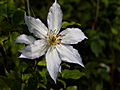 Clematis Marlena IMG_0062 Powojnik